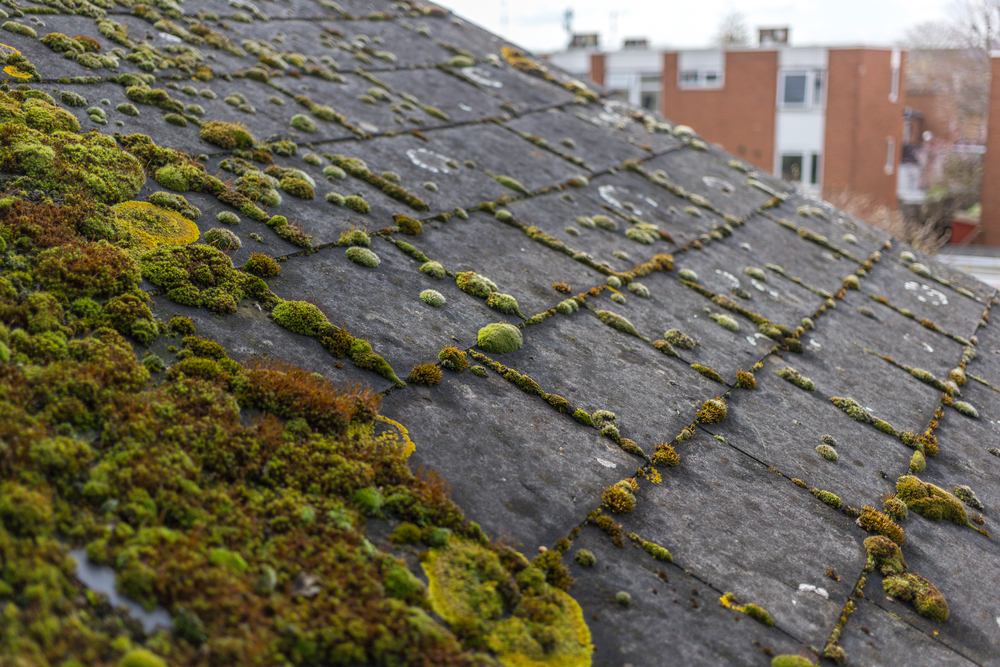 Causes Of Algae On Your Roof And How To Remove It